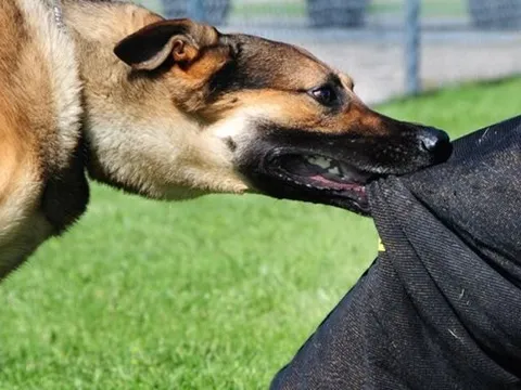 Hà Nội: Bé trai 3 tuổi bị chó lai nặng 40kg cắn đứt xương hàm