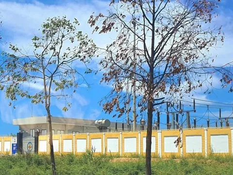 Sẽ cho trồng thay thể những cây Sao đen bị khô héo ở Huế