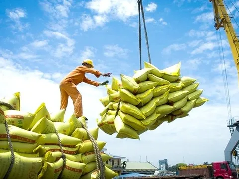 Ấn Độ cấm xuất khẩu gạo: Doanh nghiệp Việt dè chừng