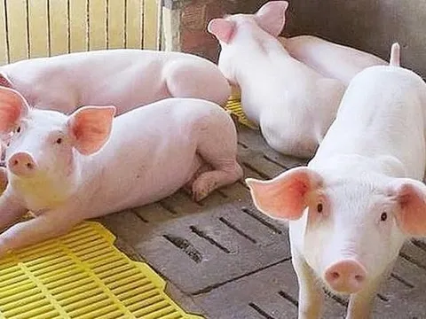 Doanh thu bất động sản tăng đột biến, Dabaco (DBC) báo lãi 300 tỷ sau 2 quý lỗ