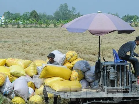 Ấn Độ cấm xuất khẩu gạo: Cơ hội thế nào, rủi ro ra sao với Việt Nam?