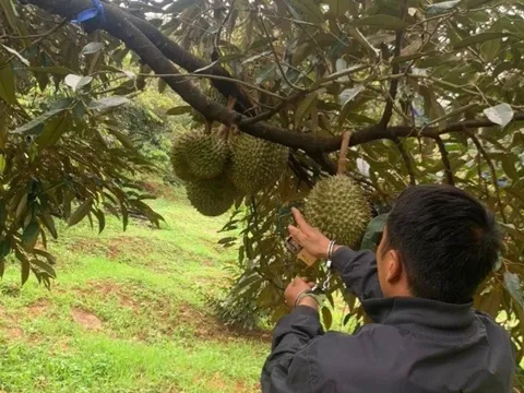 Bắt 2 đối tượng cắt trộm 700kg sầu riêng của người dân