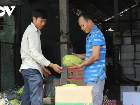 Giá mãng cầu xiêm cao kỷ lục