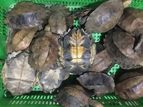 Quảng Nam: Tuyên án 2 đối tượng buôn bán rùa quý hiếm