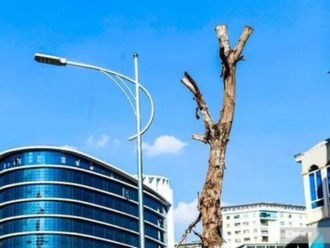 Hà Nội: Loạt cây xanh chết khô trên đường Huỳnh Thúc Kháng kéo dài