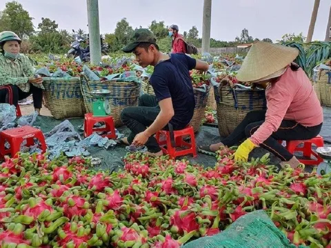 Xuất khẩu rau quả “bùng nổ”, dự kiến có thể đạt 5 tỷ USD năm 2023