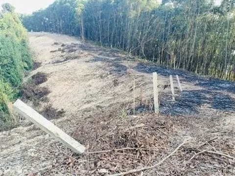 Hà Tĩnh: Xử phạt 2 trường hợp chặt phá rừng