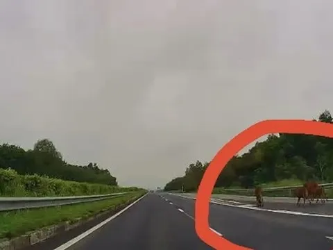 CLIP: Giật mình đàn bò đi trên cao tốc TP HCM - Long Thành - Dầu Giây
