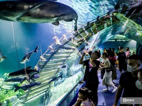 Người dân thích thú khám phá thủy cung lớn nhất Việt Nam