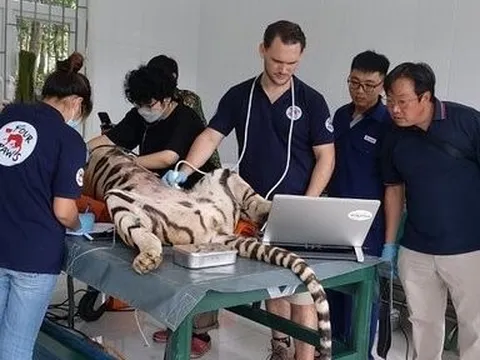 Cận cảnh quá trình di dời 7 cá thể hổ đến khu nuôi dưỡng mới