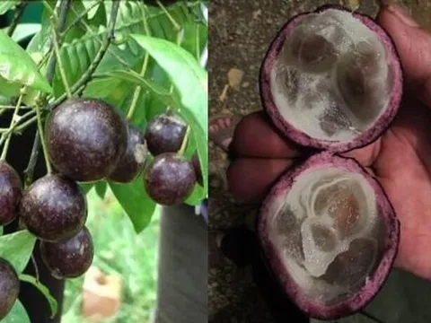 Quả hồng châu gây ngộ độc cho 11 trẻ ở Hà Giang có chứa chất kịch độc như lá ngón