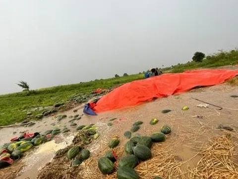 Gia Lai: Mưa lớn kéo dài, hơn 50ha dưa hấu bị hư hỏng