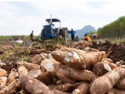 Chỉ trong nửa đầu năm, Nhật Bản tăng nhập khẩu loại nông sản này của Việt Nam hơn 700%, là mặt hàng Việt Nam xuất khẩu đứng thứ 2 thế giới