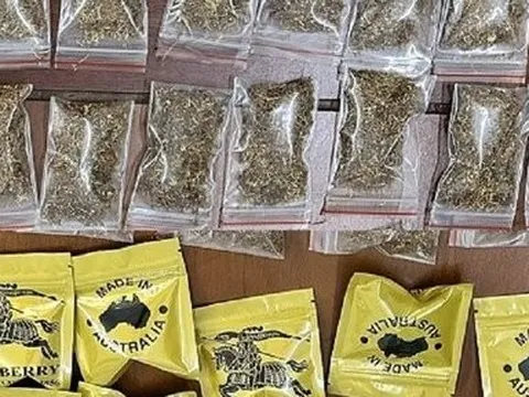 Tp.Đà Nẵng: Bắt đầu nậu phân phối cần sa "made in Australia"