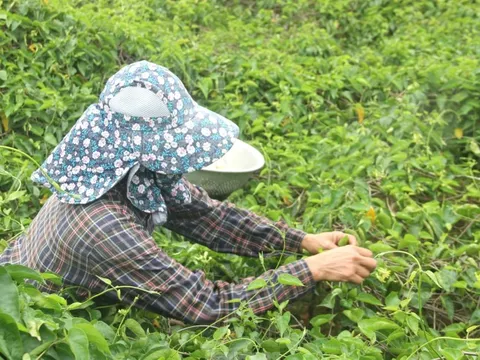 Nông dân thu nhập cao từ loại hoa có tên gọi xinh đẹp