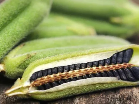 Loại hạt nhỏ xíu bán đầy chợ Việt, là ‘vựa’ dinh dưỡng, bảo vệ sức khỏe toàn diện