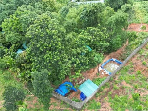 Diễn biến vụ dựng hàng rào tôn kín quả đồi, ngụy trang làm vườn ươm để đào vàng trái phép