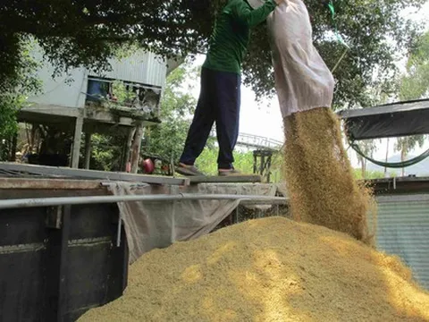 Lo giá gạo tăng ảo, doanh nghiệp không dám ký hợp đồng xuất khẩu