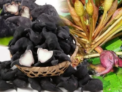 Loại củ xấu xí đen xì mọc dưới bùn nhưng tốt ngang "nhân sâm"