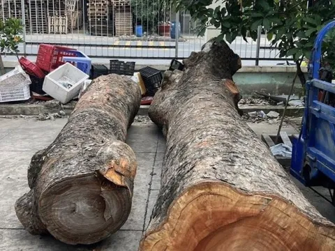 Bình Dương: Danh tính kẻ táo tợn công khai đốn hạ nhiều cây xà cừ mang đi bán