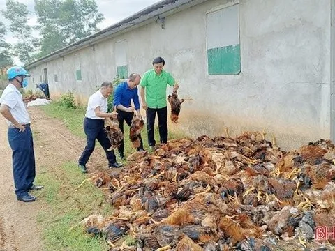 Hà Tĩnh: Sự cố chập điện, một hộ nuôi bị chết 8.000 con gà