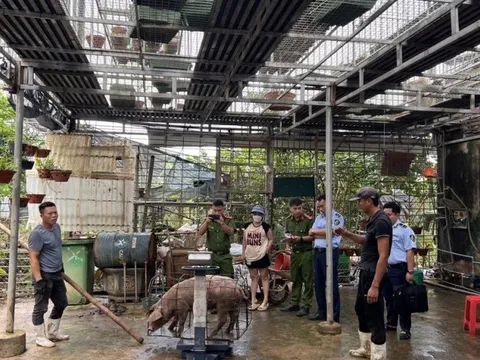 Phát hiện nhóm thương lái gian lận khi mua lợn của người dân