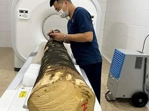 Cây trầm hương được chụp cắt lớp vi tính tại Hà Tĩnh