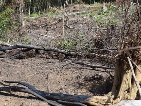 Vợ phạm tội Cố ý gây thương tích, Chỉ huy trưởng quân sự xã bị khiển trách