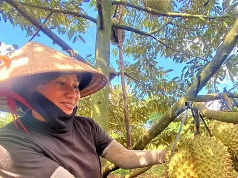 Lắp camera chống 'sầu tặc' ở Đắk Lắk