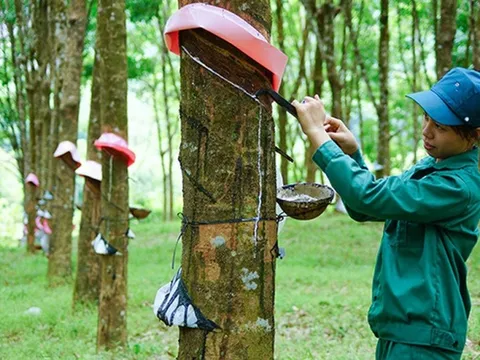 Từng chi hàng trăm tỷ đồng để "cứu" bầu Đức, công ty cao su kỳ lạ tiếp tục báo lỗ, đã âm vốn 1.118 tỷ đồng