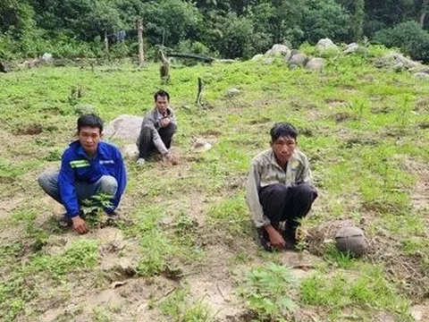 Bình Thuận: Bắt 3 đối tượng trồng 900 cây cần sa trái phép trên Núi Bể