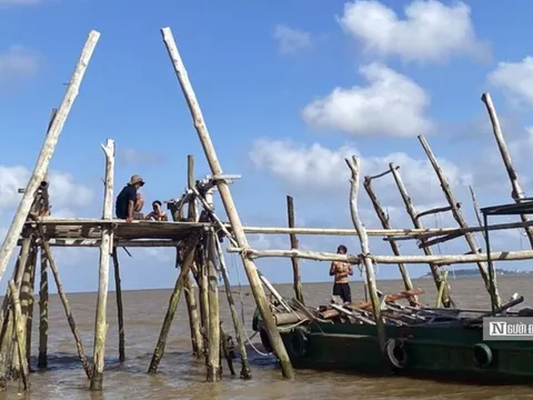 Hải Phòng: Di dời, giải tỏa hơn 260 ha nuôi ngao không phép