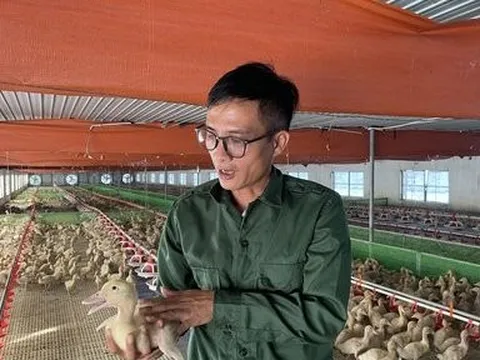 Lắp điều hòa trong khu nuôi vịt, chủ trang trại kiếm tiền tỷ mỗi năm