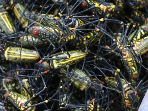 Nông dân xứ Nghệ kiếm thêm thu nhập nhờ đi săn nhện rừng