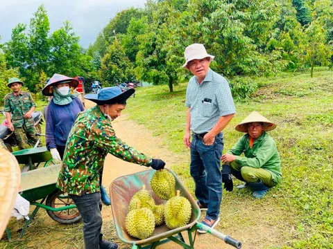 Bầu Đức và 1.200ha sầu riêng: 1 đồng vốn 5 đồng lời, nếu xưa có “cò đất” thì nay nhan nhản “cò sầu riêng”
