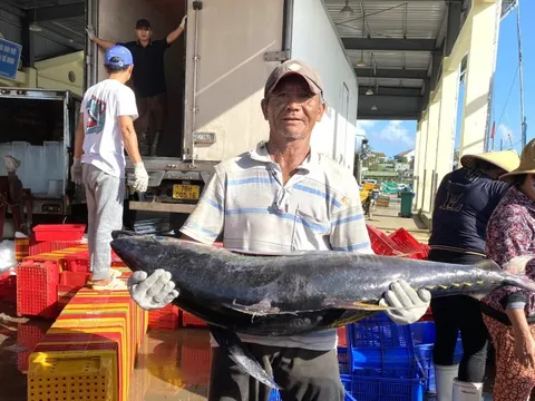 Quảng Ngãi tăng cường quản lý tàu cá có nguy cơ vi phạm khai thác IUU