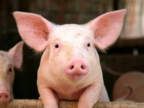 Doanh nghiệp chăn nuôi heo HAGL, BAF… nói gì về dự án Sàn giao dịch thịt heo Tp.HCM?