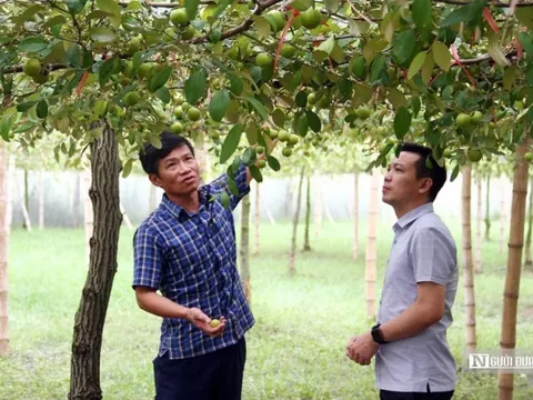 Hải Phòng: Trồng táo trên ruộng muối thu hơn nửa tỷ mỗi năm