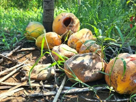 Người dân trồng đu đủ lao đao do công ty đơn phương chấm dứt hợp đồng