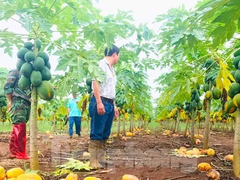 Thông tin mới vụ doanh nghiệp 'bùng hàng' nghìn tấn đu đủ