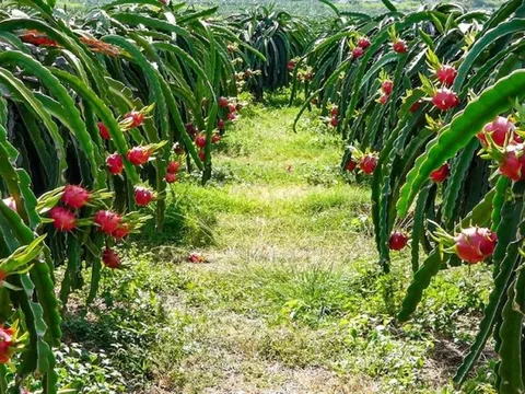 Bình Thuận: Đi mua thanh long sẵn tiện hiếp dâm, chiếm đoạt tài sản