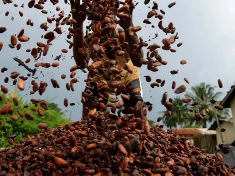 Một loại nông sản phá kỷ lục về giá trong vòng 46 năm trên thế giới, Việt Nam nắm giữ sản lượng hơn 4.500 tấn/năm