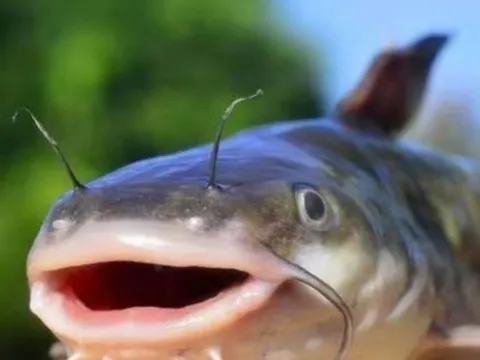 3 bộ phận chứa nhiều độc tố nhất của cá bạn biết càng sớm càng tốt