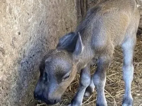 Quảng Nam: Hy hữu trâu sinh nghé con có 2 mũi, 2 miệng