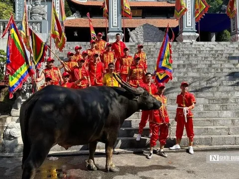Hải Phòng: 16 “ông trâu” thi tài tại lễ hội chọi trâu Đồ Sơn ngày 23/9