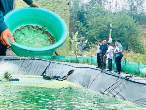 Xây dựng chỉ dẫn địa lý cho sản phẩm cá chình bông Phú Yên