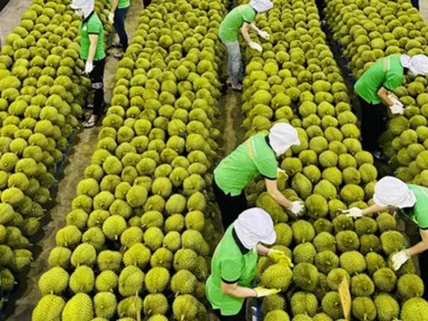 Những yếu tố giúp ngành rau quả kỳ vọng xác lập kỷ lục mới về xuất khẩu