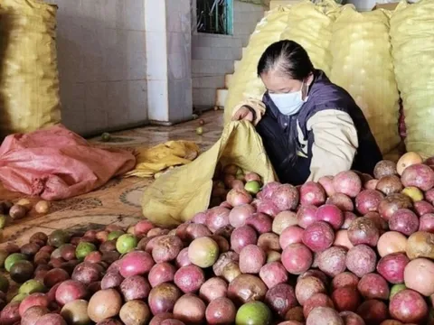 Gia Lai: Chanh dây rớt giá, nông dân đối mặt nỗi lo lỗ vốn