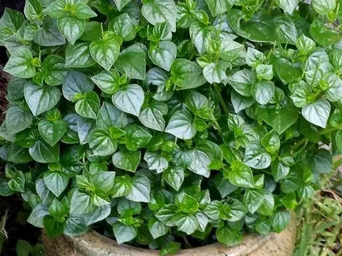 Loại rau mọc dại đầy Việt Nam, là ‘thần dược’ trị bệnh của nhiều nước trên thế giới