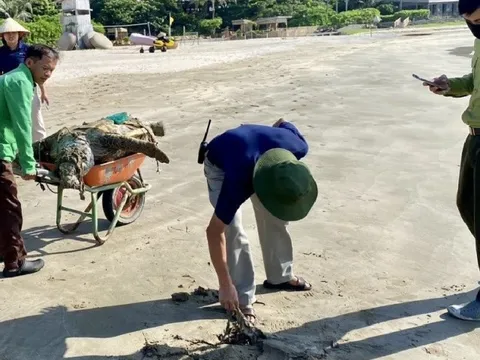 Điều tra nghi vấn cá thể Vích ở Côn Đảo bị kẻ xấu giết hại, lấy trứng